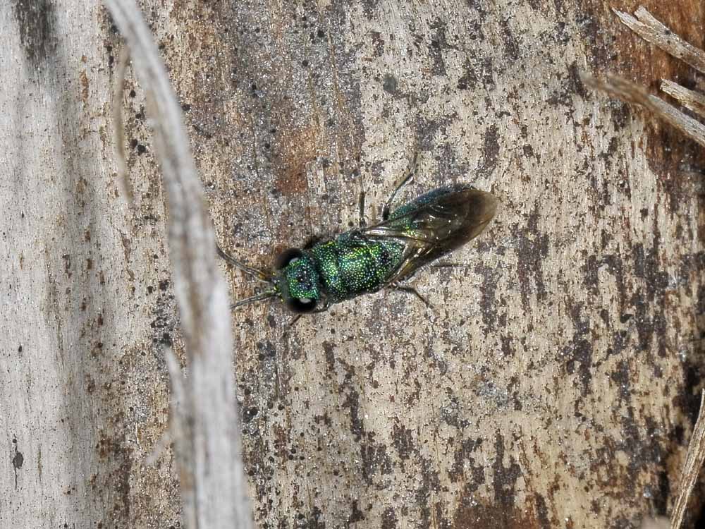 chrysididae autunnale: Trichrysis cyanea